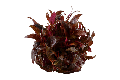 Alternanthera Reineckii Mini