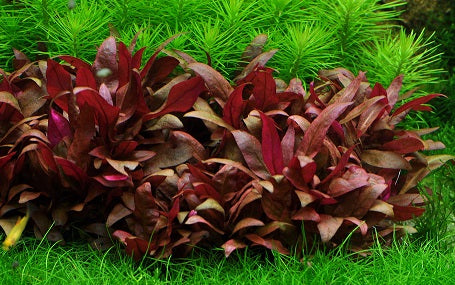 Alternanthera Reineckii Mini Submers