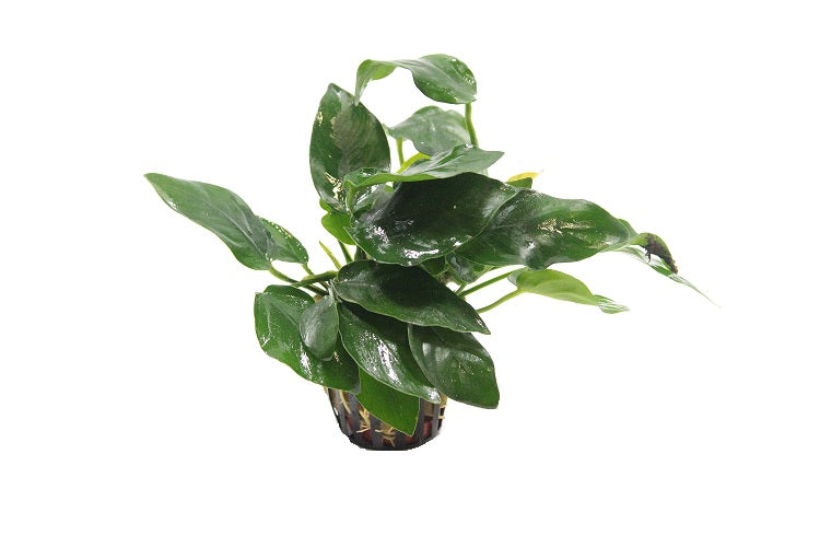 Anubias Nana