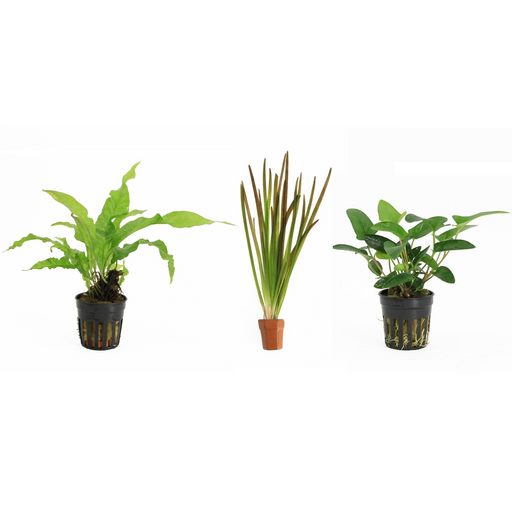 Cichliden Aquariumplanten Mix - Aquascape - Plantenset
