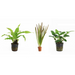 Cichliden Aquariumplanten Mix - Aquascape - Plantenset