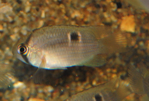 Cleithracara Maronii - Sleutelgatcichlide - Aquariumvissen - Aquariumwinkel