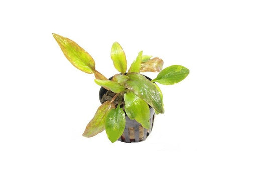 Cryptocoryne Willisii - Aquariumplanten