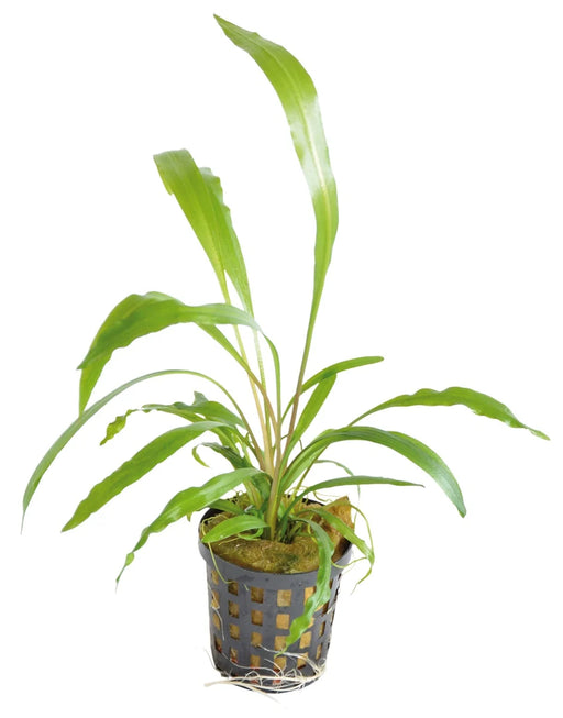 Cryptocoryne Spiralis - Aquascape - Aquariumplanten