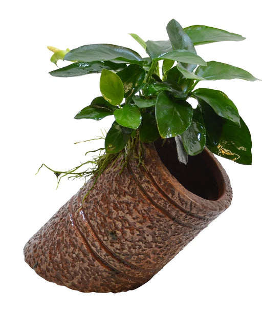 Deco Pipe Anubias 12x7x7 cm