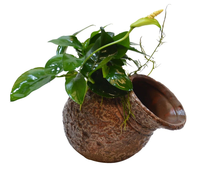 Deco Pot Anubias 15x8x5 cm