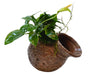 Deco Pot Anubias 15x8x5 cm