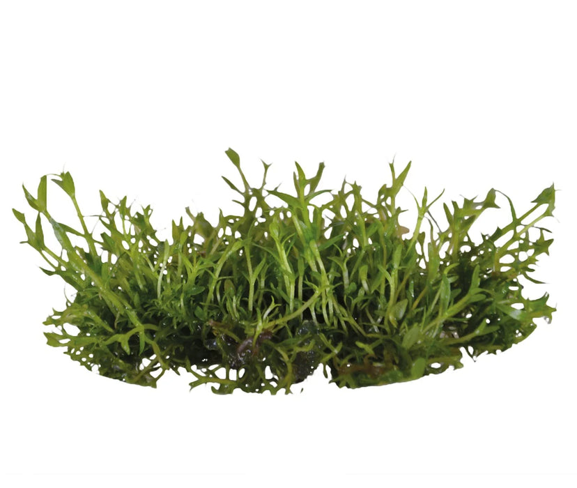 Easy Grow 118 Gratiola Viscidula - In Vitro