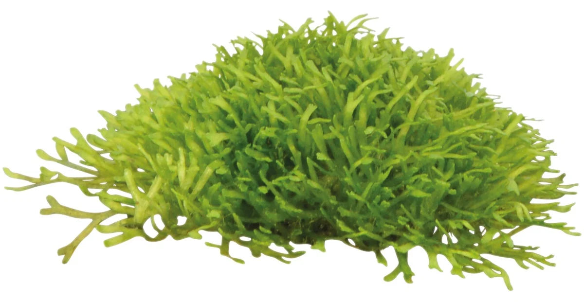 Easy Grow 97 Riccia Fluitans - In Vitro