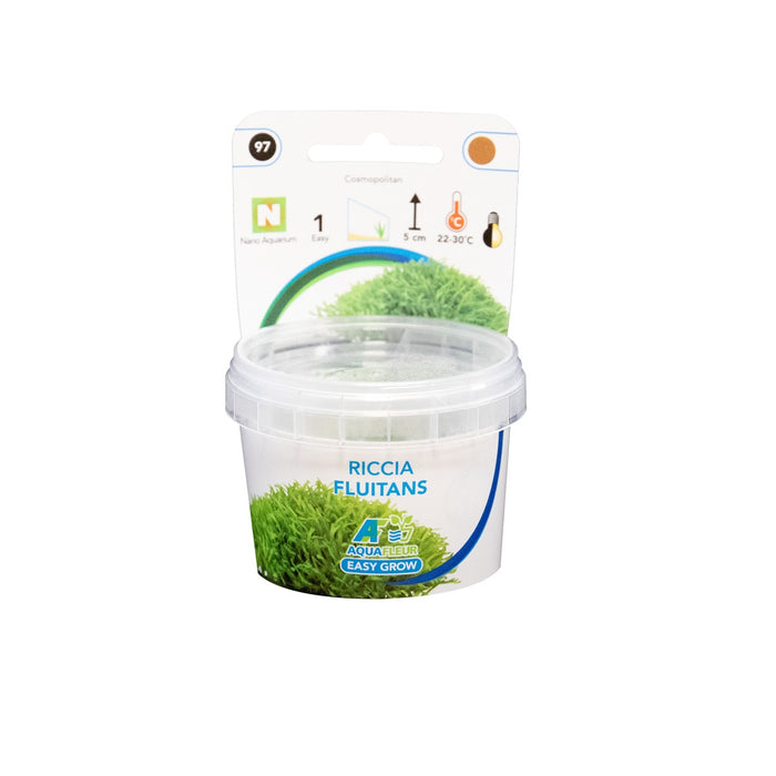 Easy Grow 97 Riccia Fluitans - In Vitro cup