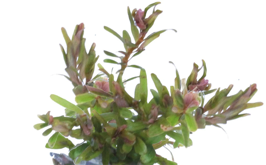 Easy Grow 99 Rotala H´ra - In Vitro