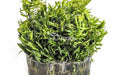 Ecoscape Didiplis Diandra - In Vitro