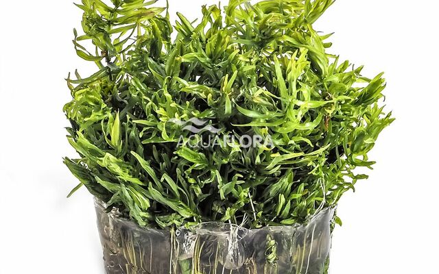 Ecoscape Didiplis Diandra - In Vitro