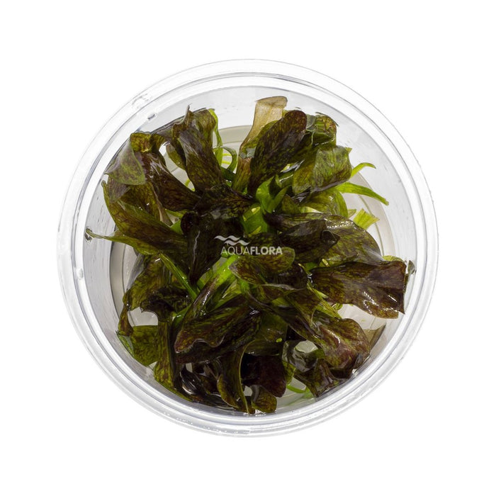 Ecoscape Echinodorus Little Mystery - In Vitro Aquariumplanten