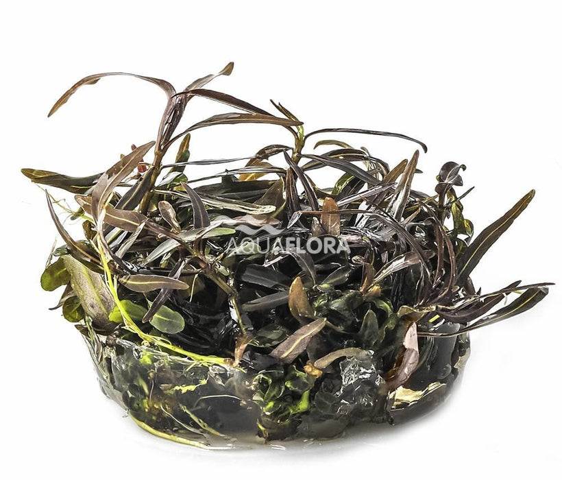 Ecoscape Hygrophila Araguaia - In Vitro - Aquariumplanten