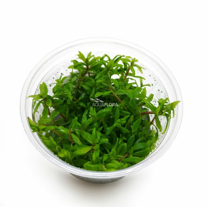 Ecoscape Limnophila sp Vietnam - In Vitro