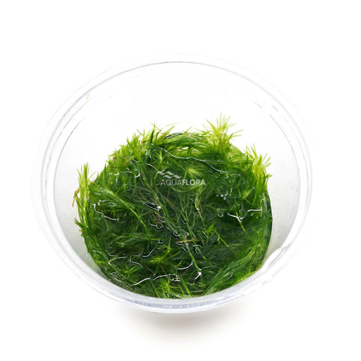 Ecoscape Mayaca Fluviatilis - In Vitro