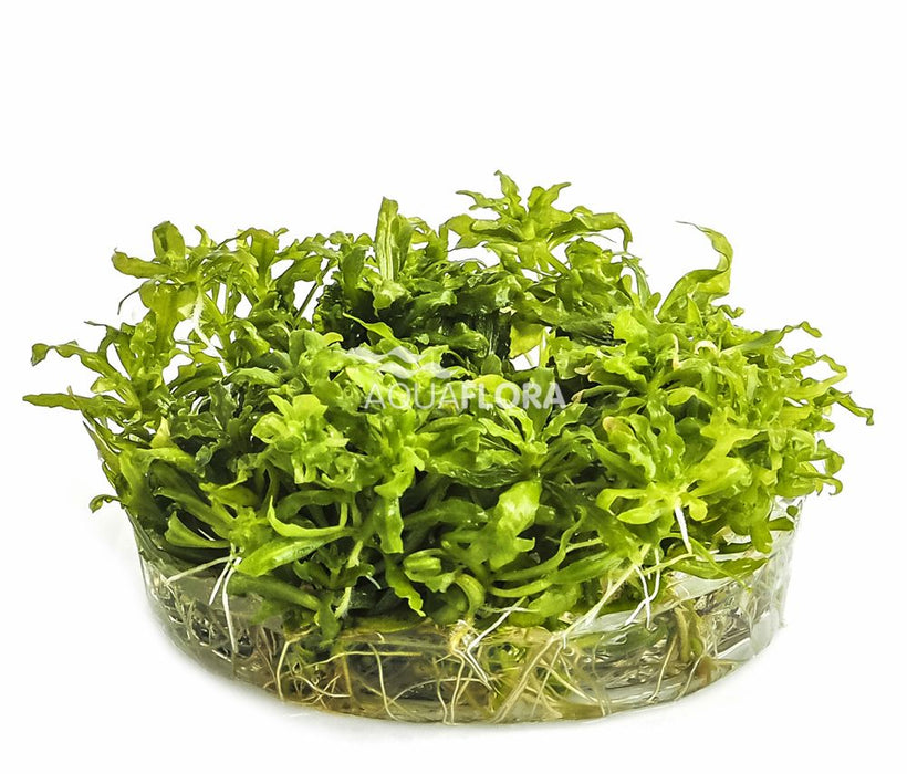 Ecoscape Pogostemon Helferi - In Vitro