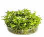 Ecoscape Pogostemon Helferi - In Vitro