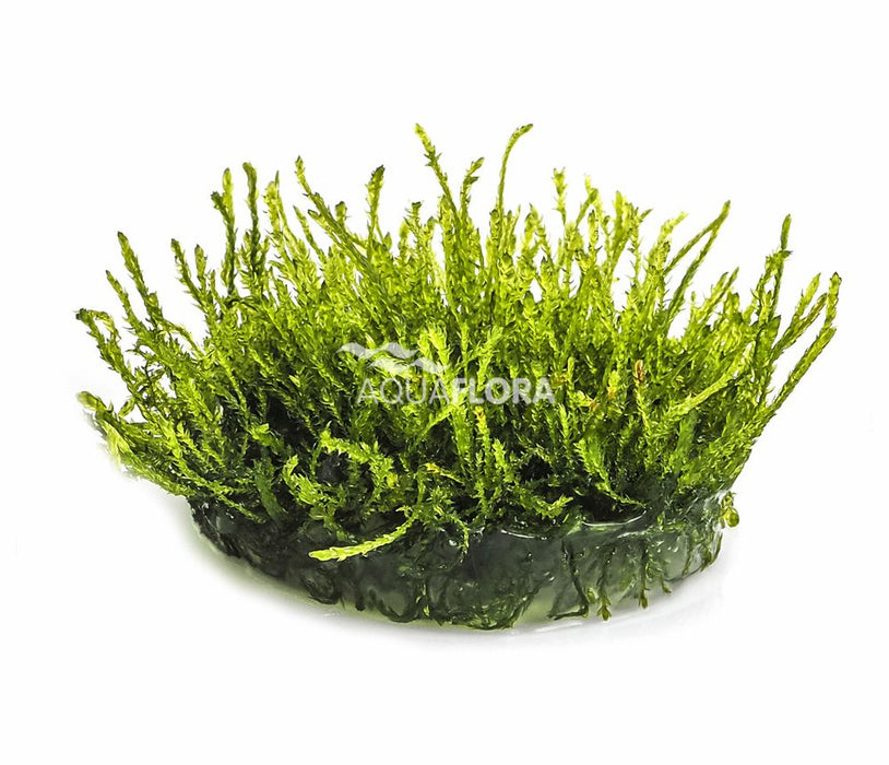 Ecoscape Vesicularia Ferriei Weeping Mos - In Vitro