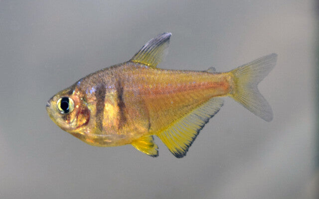 Gele Rio - Hyphessobrycon Flammeus Yellow — Aquariumplantenshop