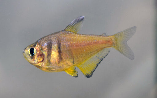 Gele Rio - Hyphessobrycon Flammeus Yellow