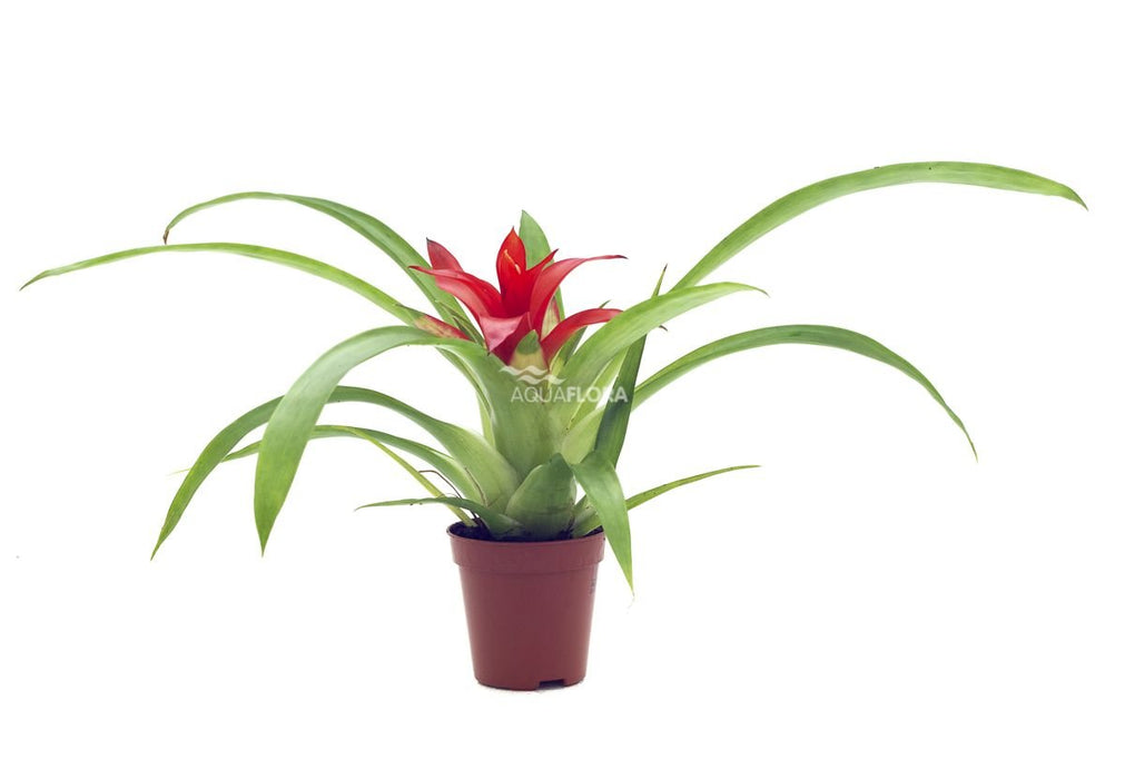 Guzmania - Bromelia Terrariumplanten