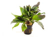 Hygrophila Corymbosa - Aquascape - Aquariumplanten