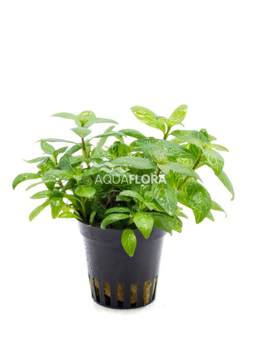 Hygrophila Polysperma Sunset - Aquascape - Aquariumplanten