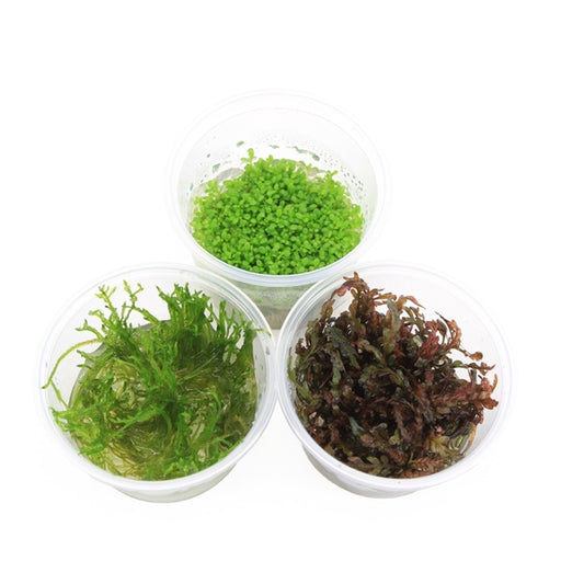 In-Vitro Aquariumplanten Mix - Aquascape - Plantenset