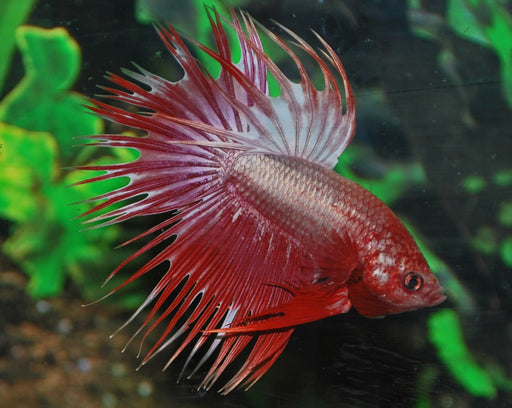 Betta Splendens Crowntail Dragon