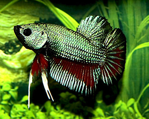 Betta Splendens Plakat Dragon Man