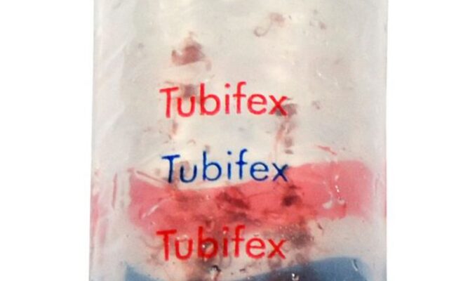 Levende Tubifex 100 ml - Vissenvoer