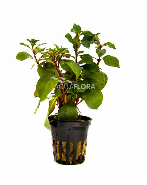 Ludwigia Repens 'Mesacana' Aqariumplanten