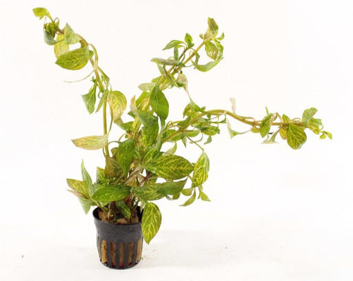 Ludwigia sp. Atlantis - Aquascape - Aquariumplanten