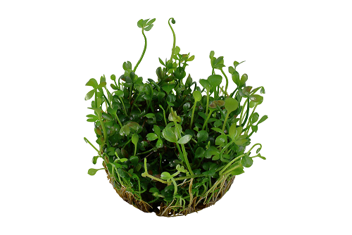 Tropica Marsilea Hirsuta 1-2-Grow!