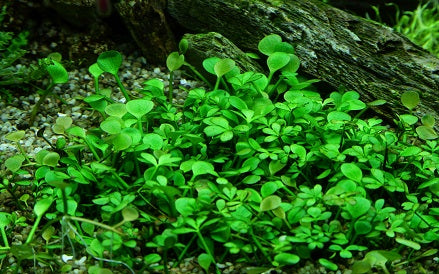 Tropica Marsilea Hirsuta 1-2-Grow!