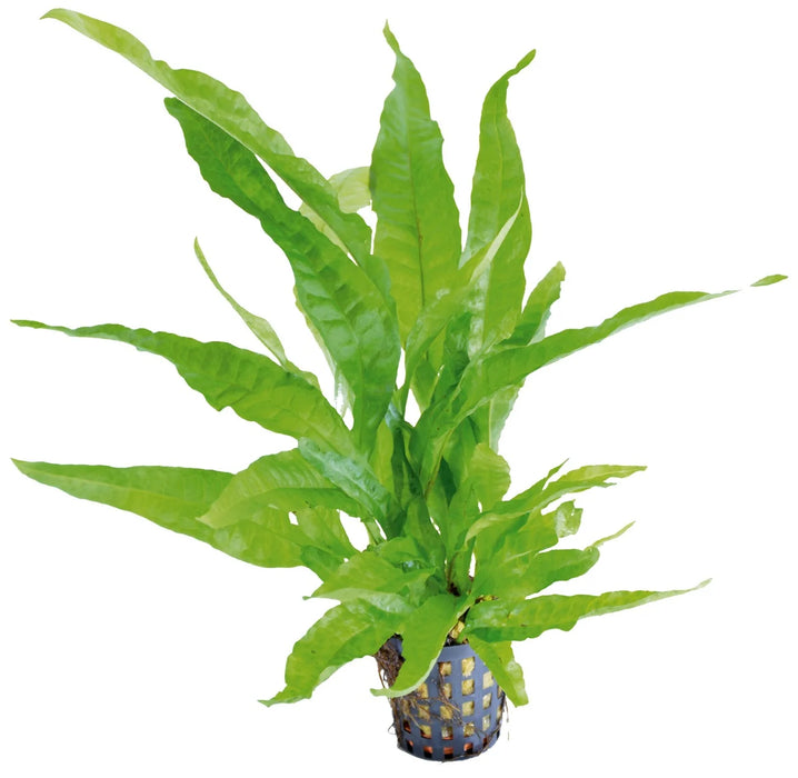 Microsorum Pteropus Greens