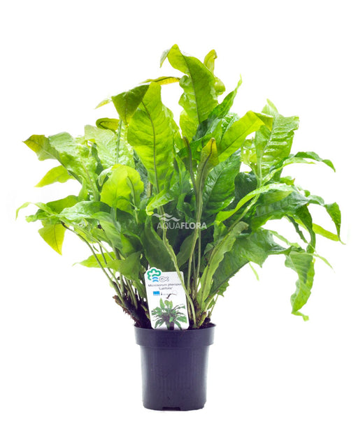 Microsorum Pteropus 'Latifolia' XL - Aquascape - Aquariumplanten