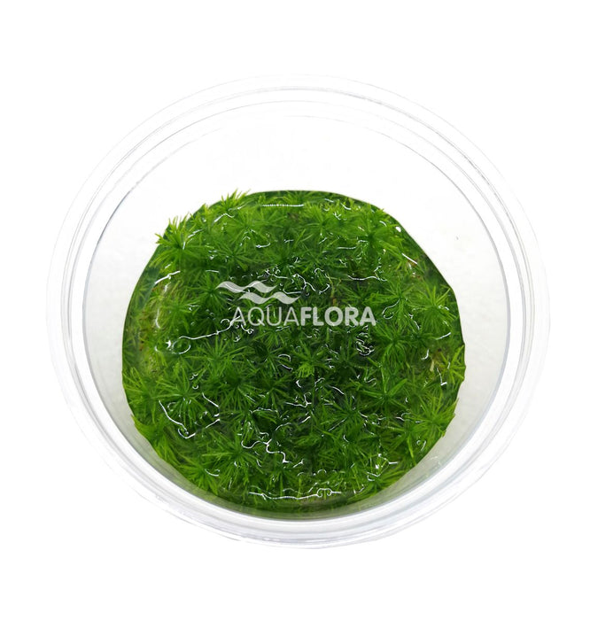 Myriophyllum sp. Guyana - In Vitro