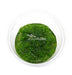 Myriophyllum sp. Guyana - In Vitro