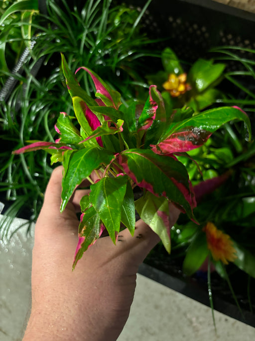 Nomaphila sp. Pink Terrariumplanten