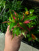 Nomaphila sp. Pink Terrariumplanten - Terrascape