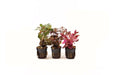 PTG Rode Aquariumplanten Mix 3x