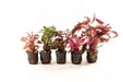 PTG Rode Aquariumplanten Mix 5x