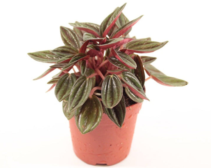 Peperomia Caperata