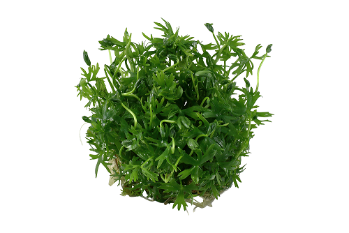 Tropica Ranunculus Inundatus 1-2-Grow!