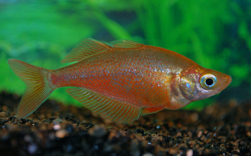 Rode Regenboogvis - Glossolepis incisus / Aquarium vissen