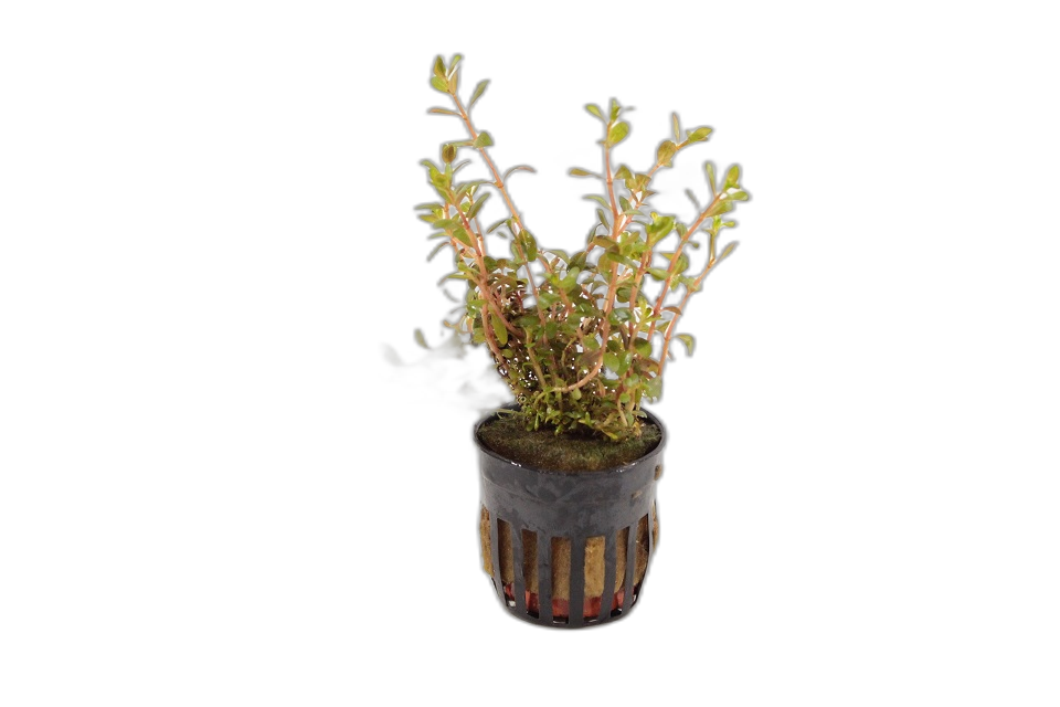 Rotala Colorata White