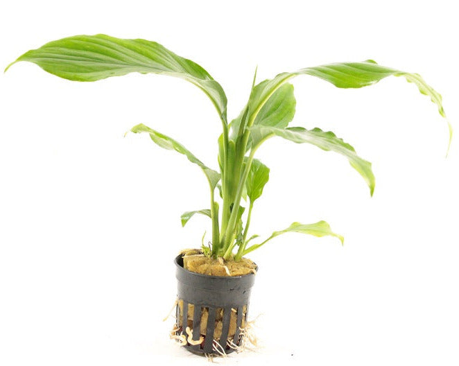 Spathiphyllum Wallisii - Terrariumplanten